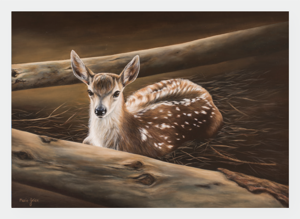 FAMG06 Fawn