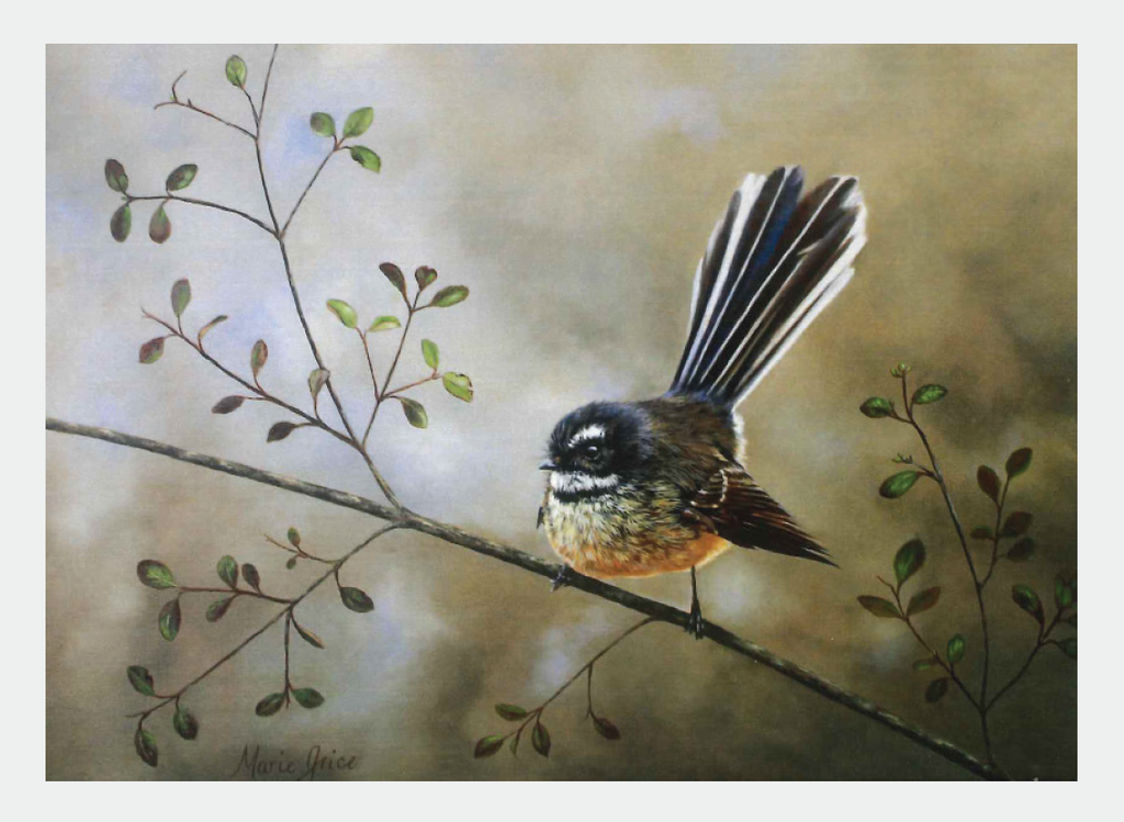 FAMG07 Fantail
