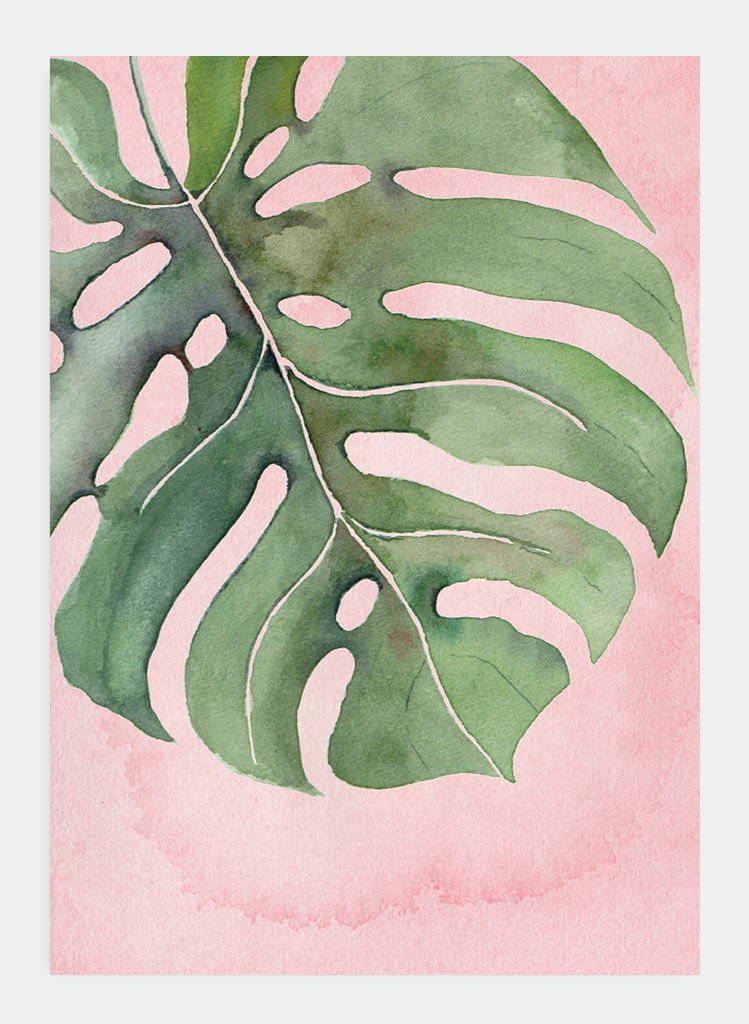 JM12 Pink Monstera