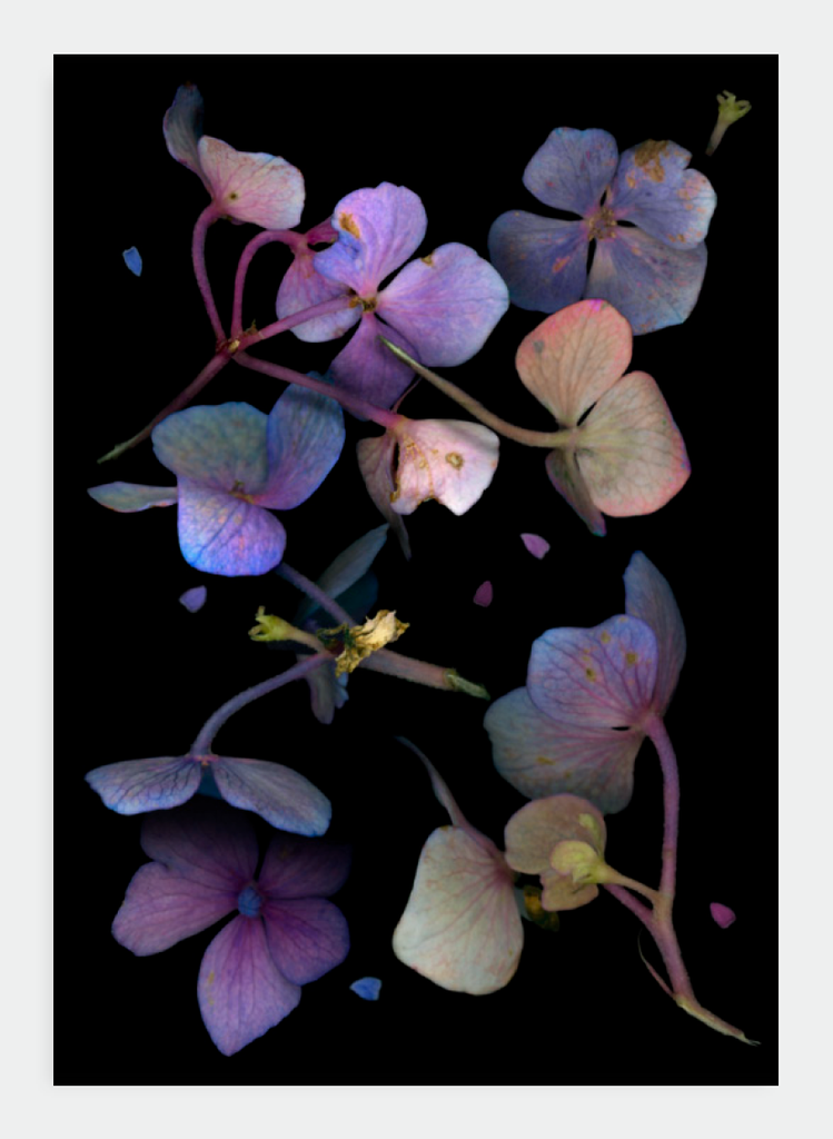 LH13 Purple Hydrangea