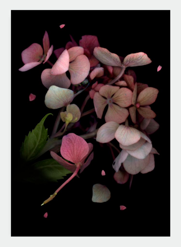 LH16 Pink Hydrangea