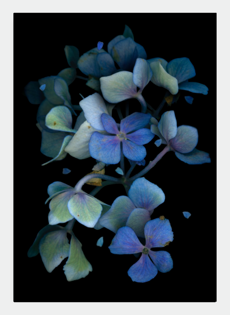 LH18 Dark Blue Hydrangea