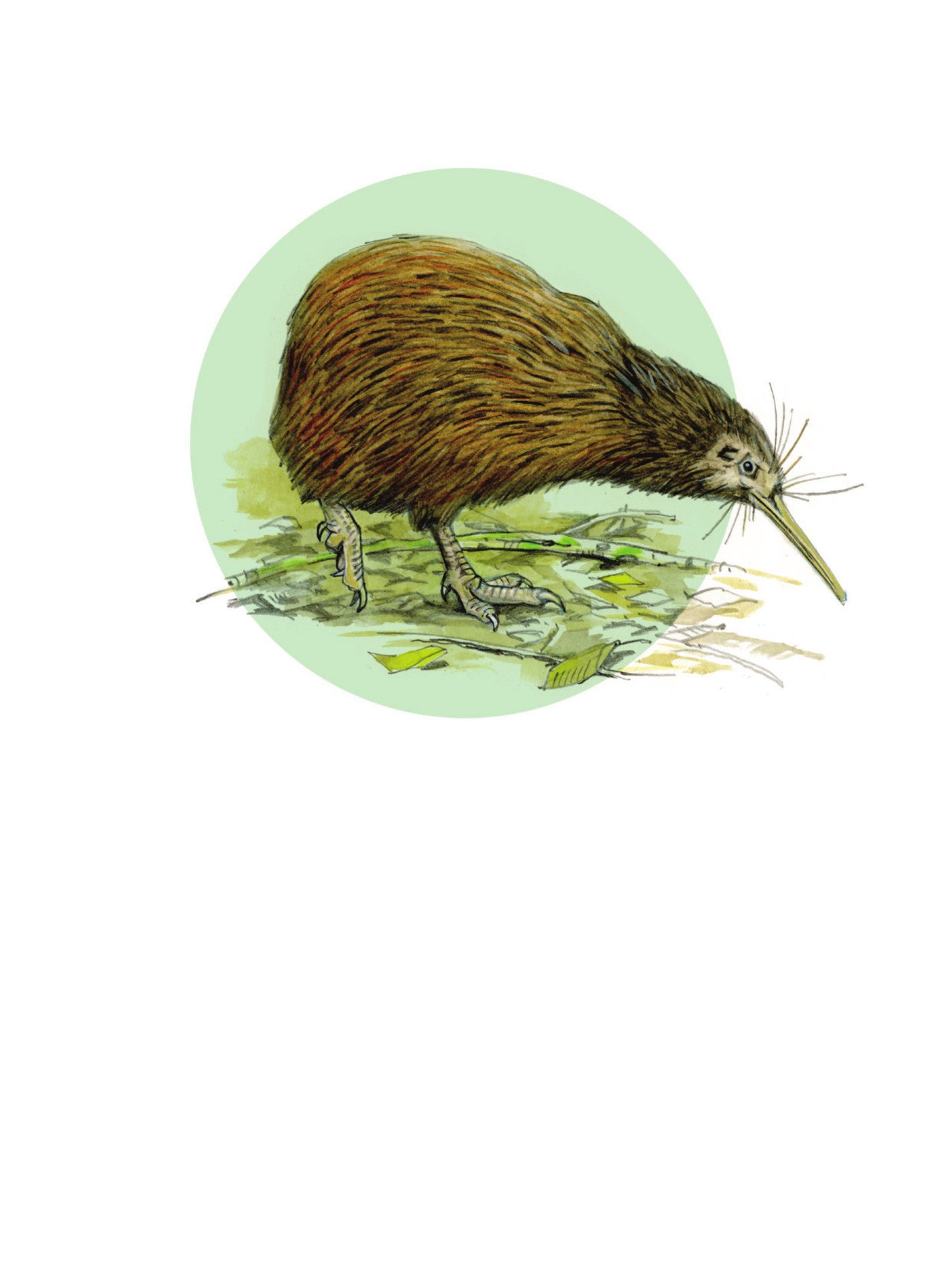 DB11 Kiwi