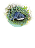 DB16 Little Blue Penguin