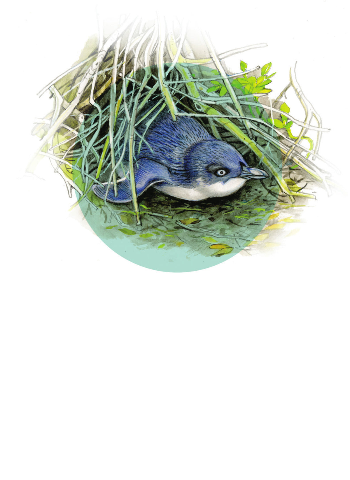 DB16 Little Blue Penguin