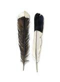 DB18 Feathers