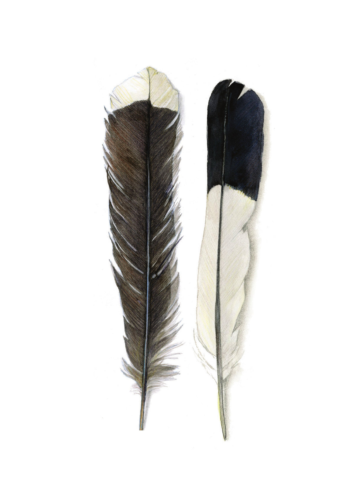 DB18 Feathers