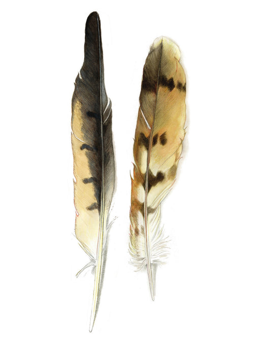 DB19 Feathers