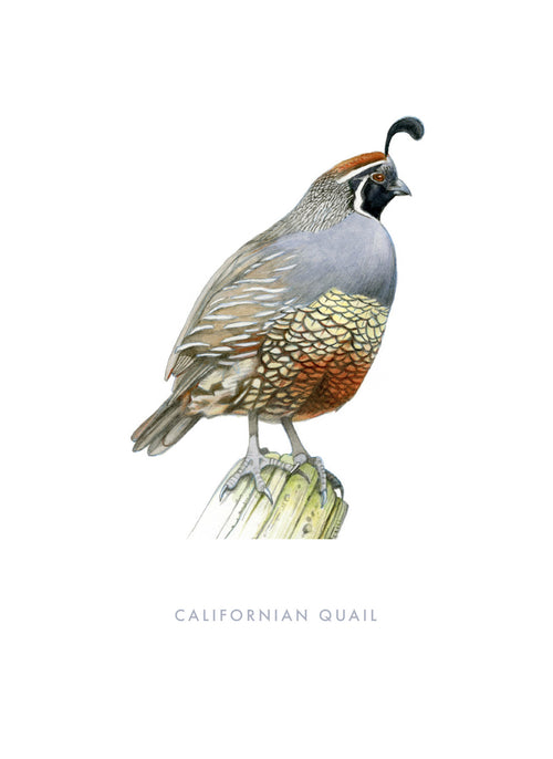 DB42 Californian Quail