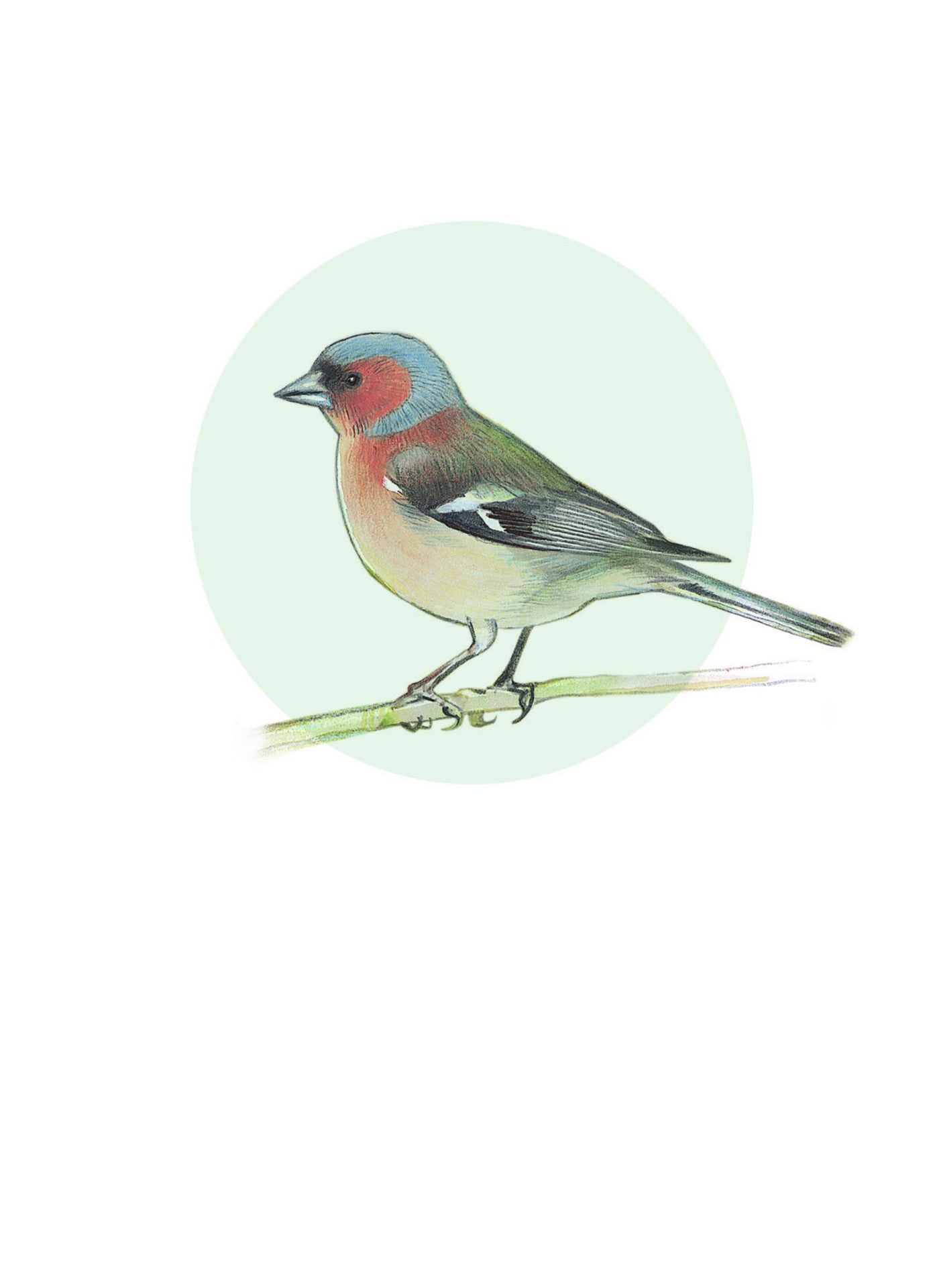 DBM11 Chaffinch