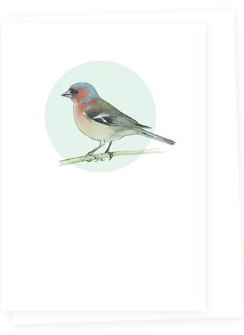 DBM11 Chaffinch