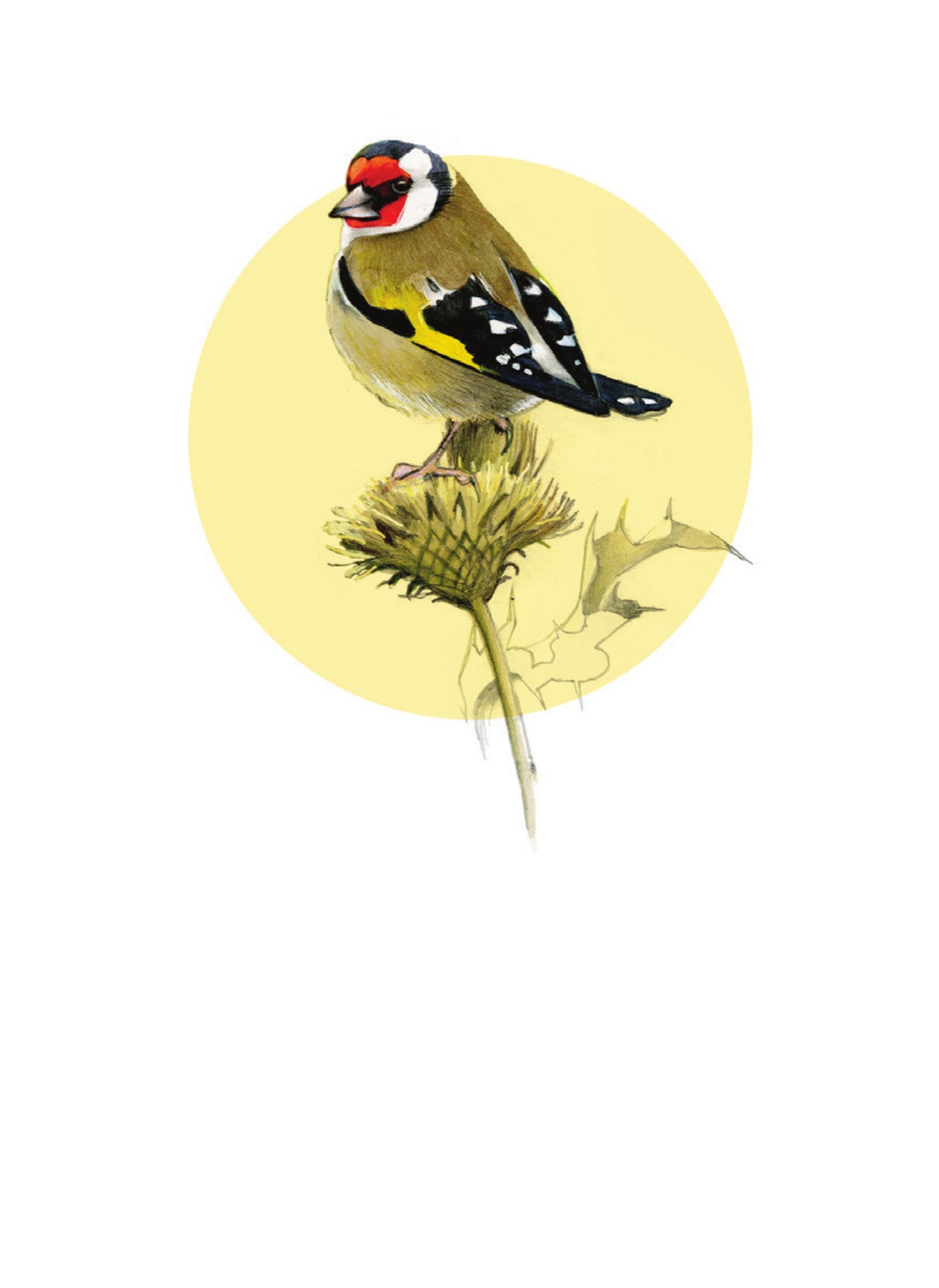 DBM13 Goldfinch