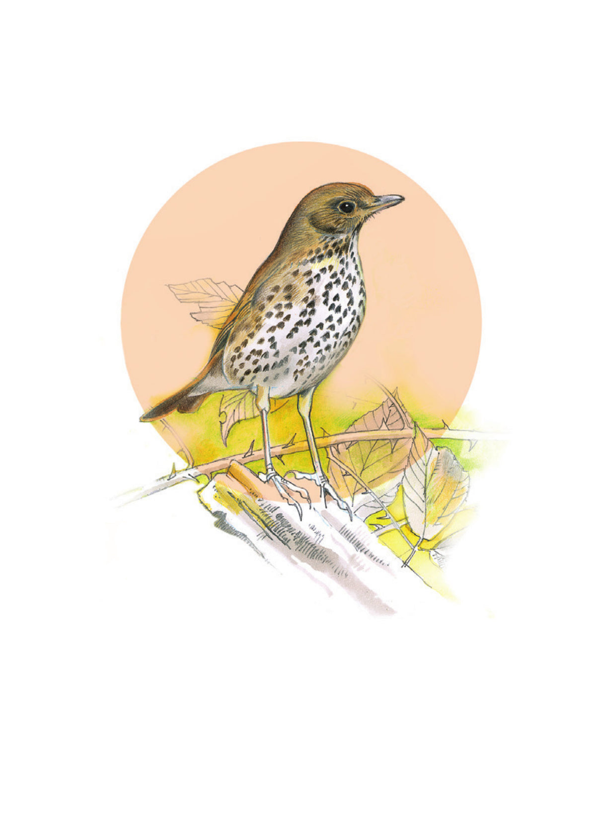 DBM14 Thrush