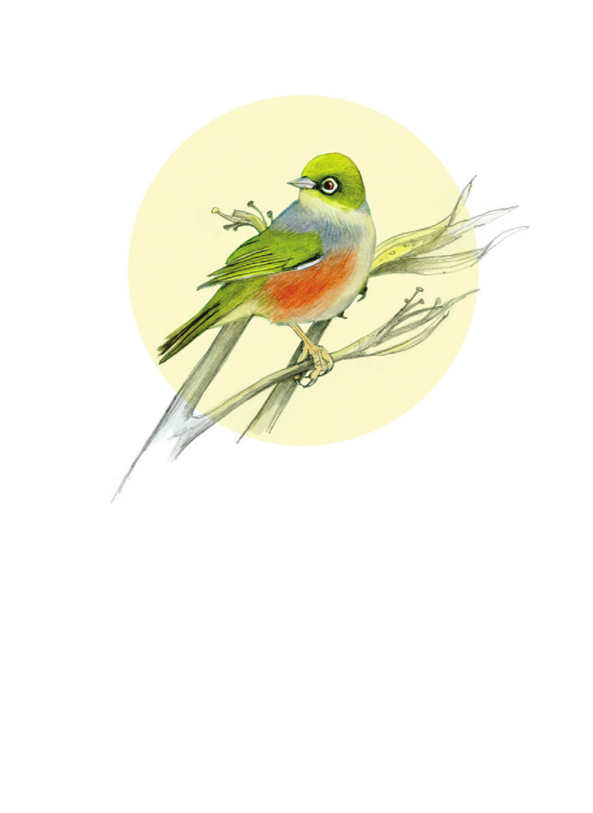 DBM15 Waxeye