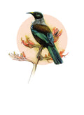 DBM18 Tui