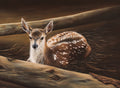 FAMG06 Fawn