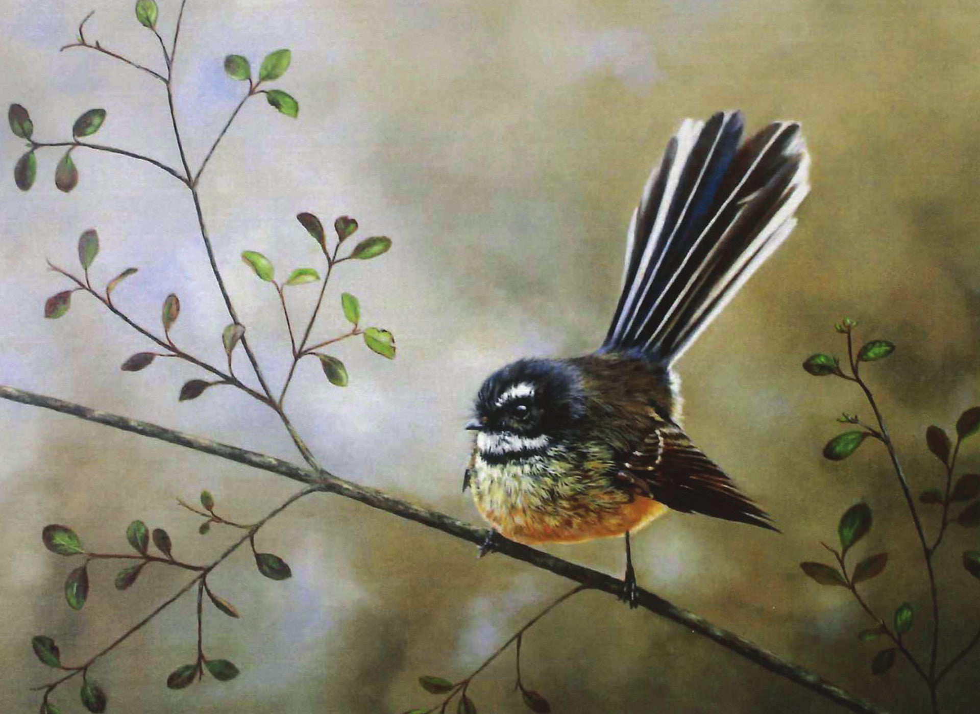 FAMG07 Fantail
