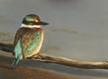 FAMG08 Kingfisher