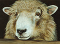 FAMG09 Sheep