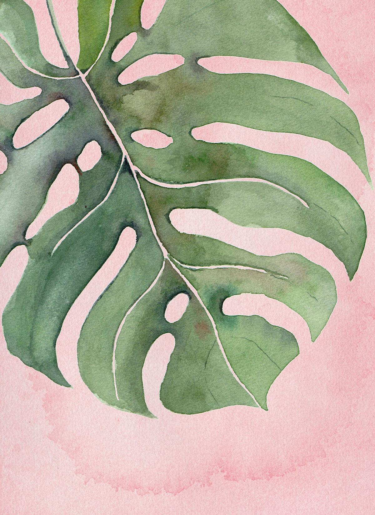 JM12 Pink Monstera
