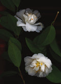 LH11 White Camillias