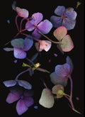 LH13 Purple Hydrangea