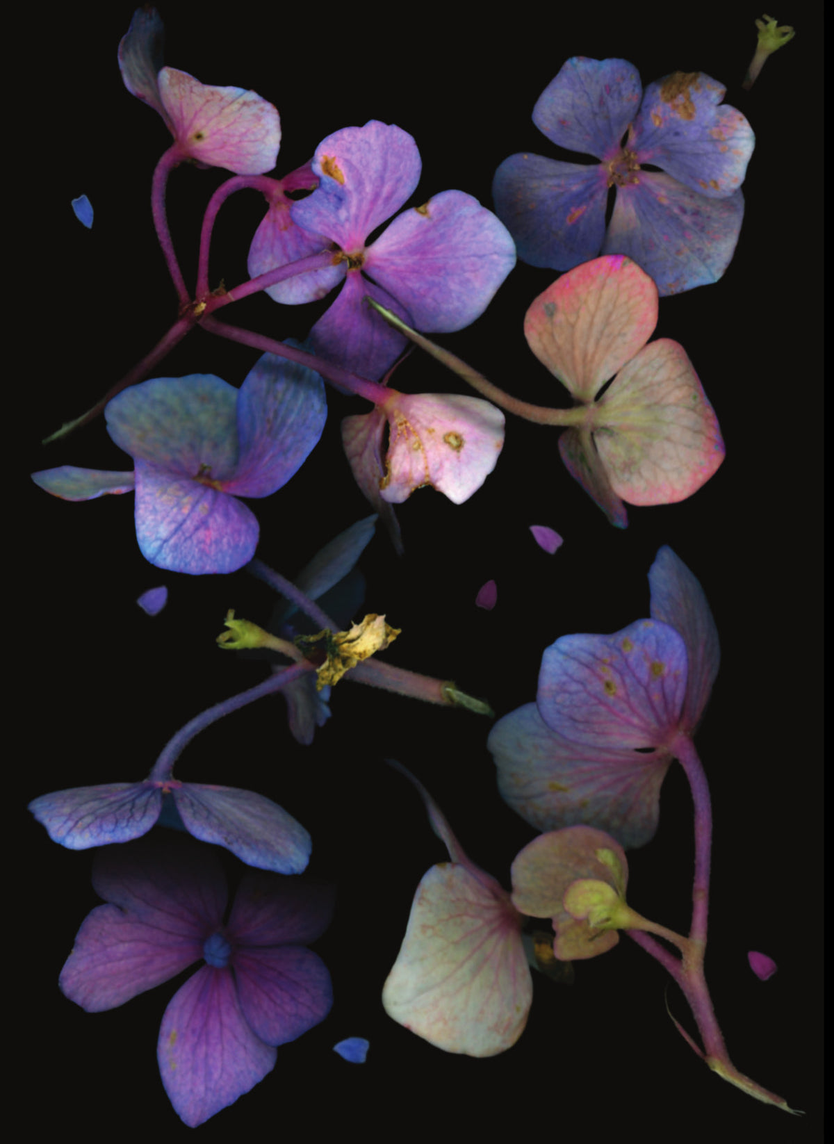 LH13 Purple Hydrangea
