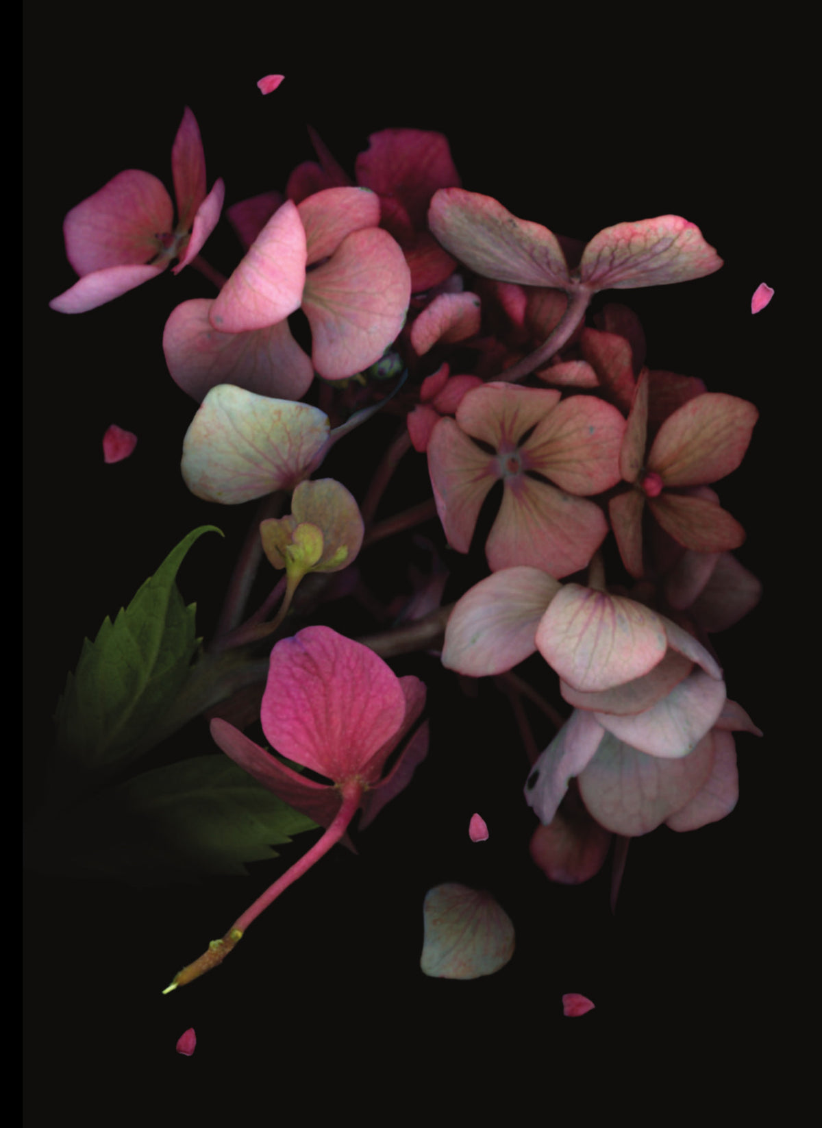 LH16 Pink Hydrangea