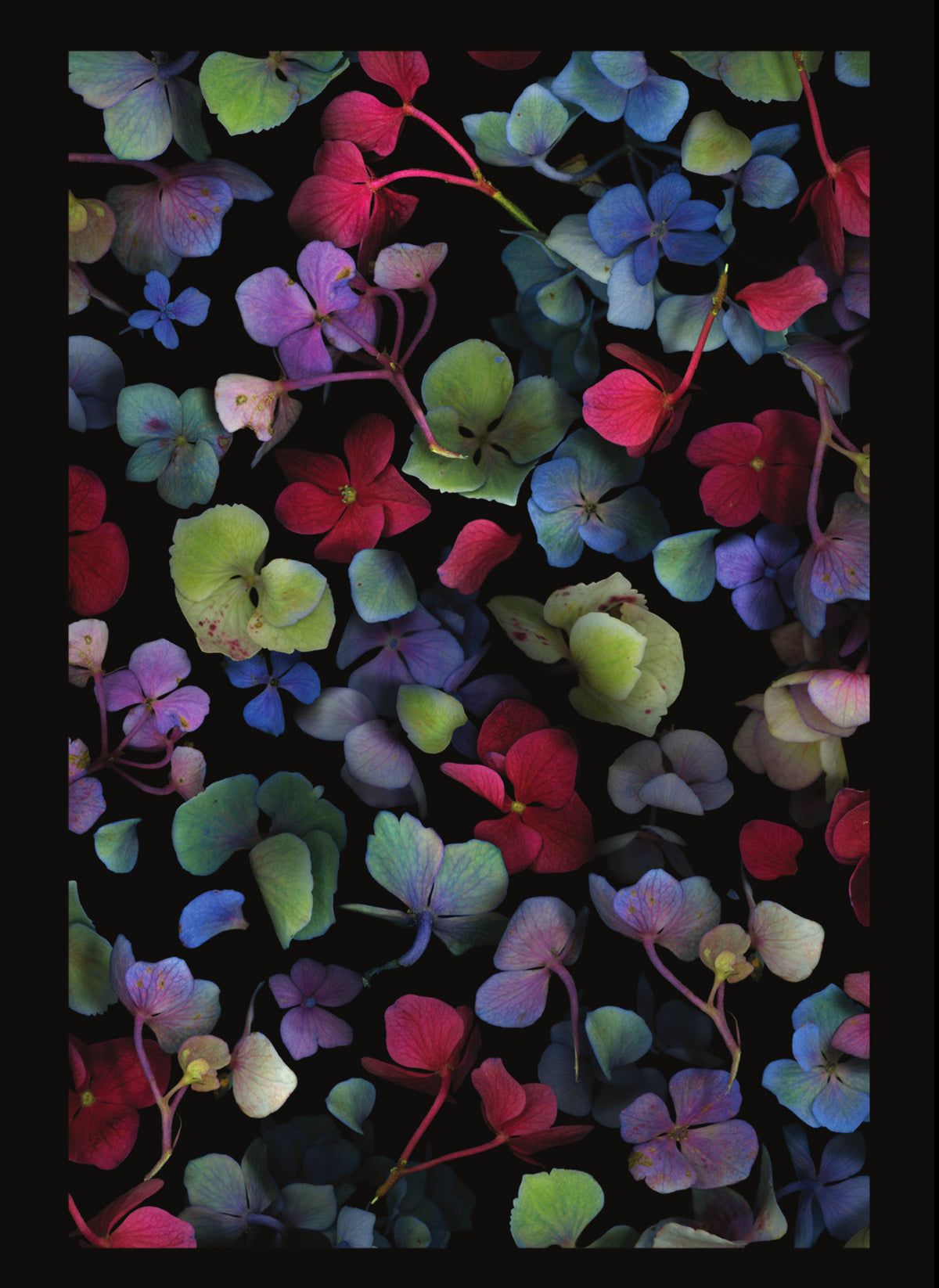 LH17 Multicoloured Hydrangea