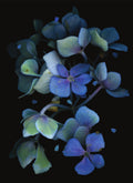 LH18 Dark Blue Hydrangea