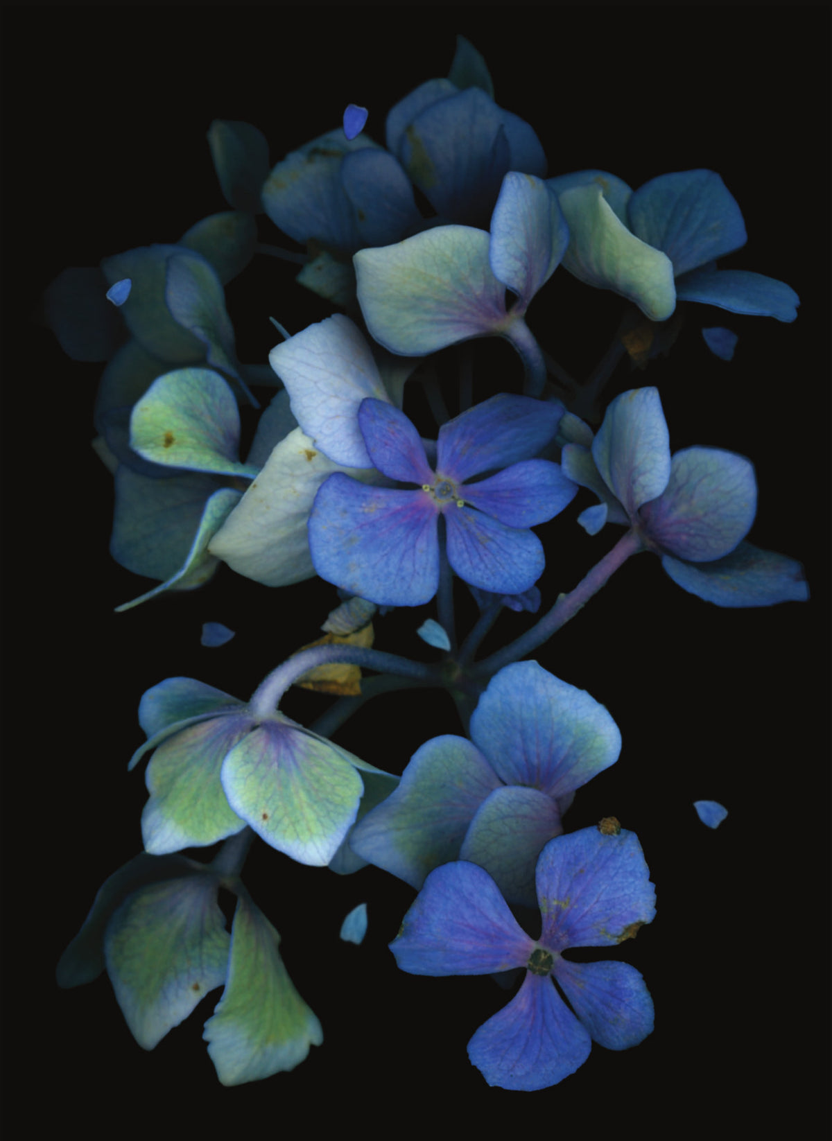 LH18 Dark Blue Hydrangea