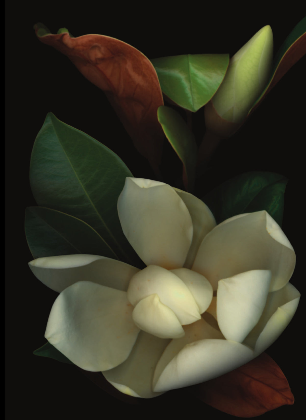 LH19 Magnolia