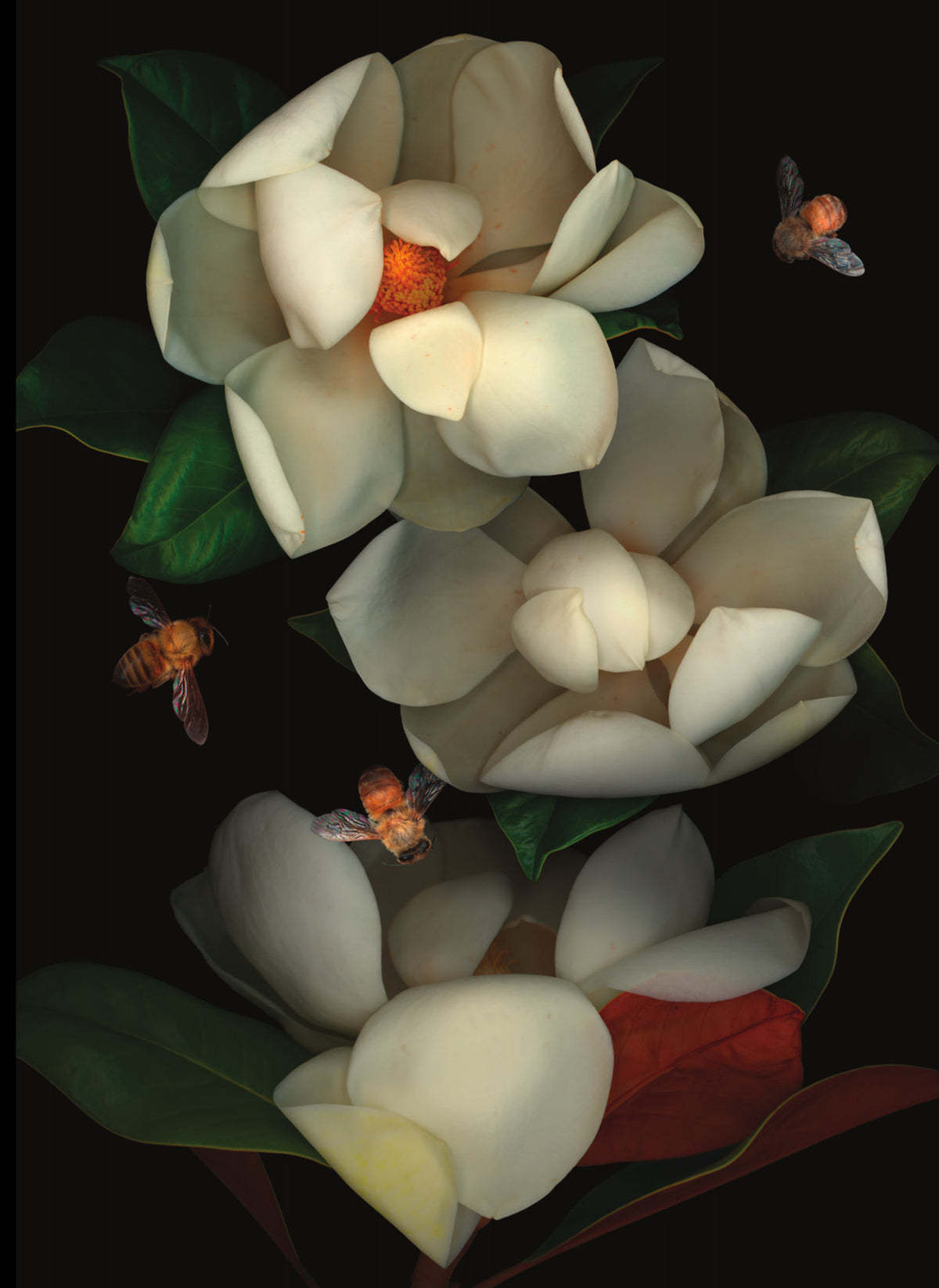 LH20 Magnolia