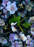 LH22 Hydrangea