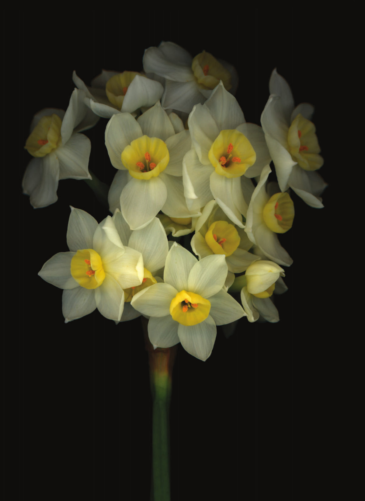 LH24 Narcissus | Lynn Hurst