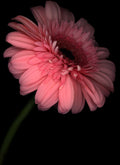 LH25 Daisy | Lynn Hurst