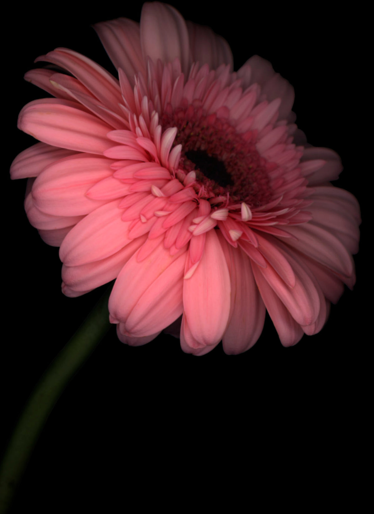 LH25 Daisy | Lynn Hurst