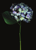 LH26 Hydrangea | Lynn Hurst
