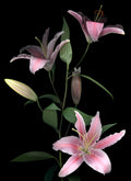 LH27 Lily | Lynn Hurst