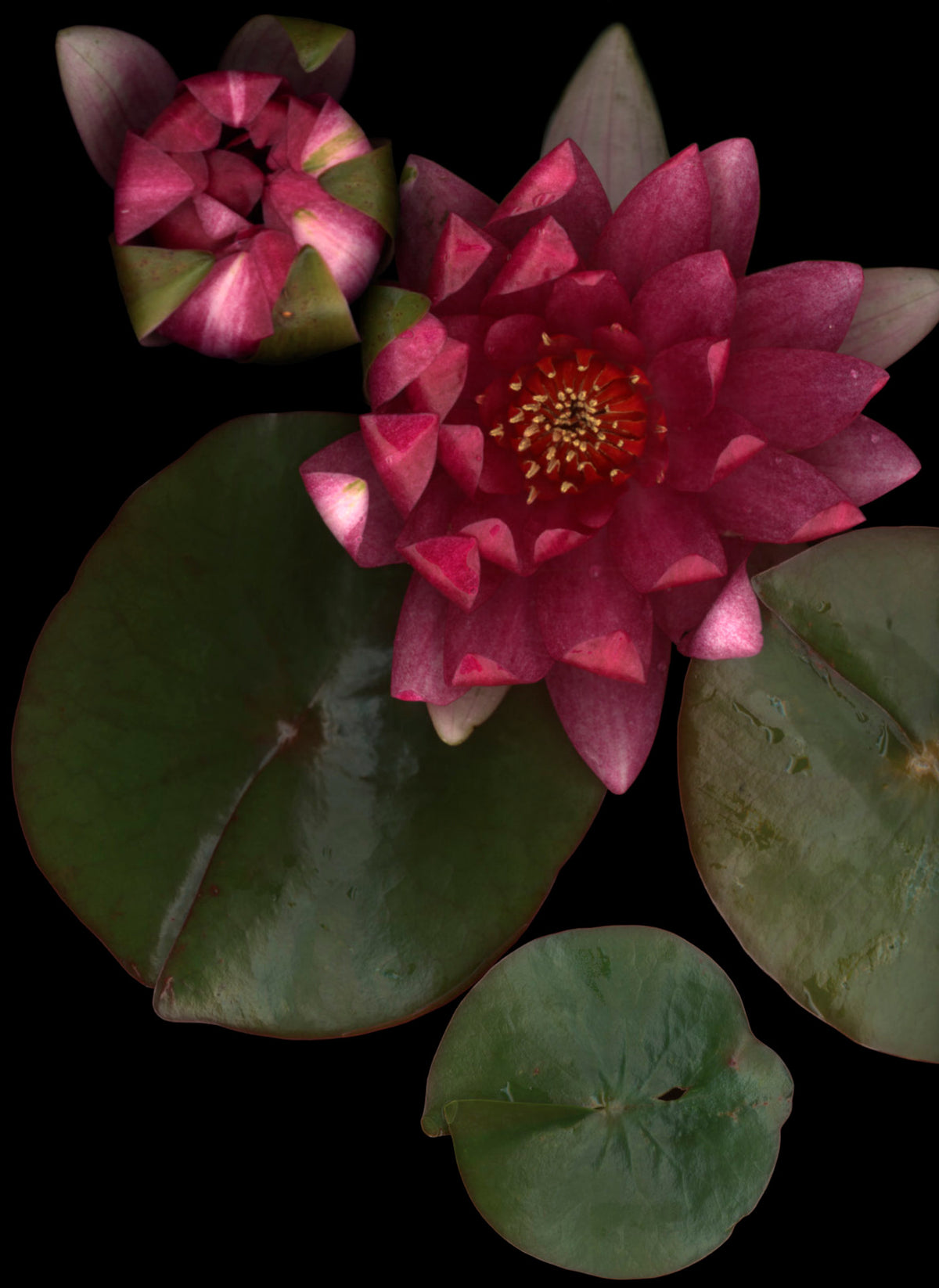 LH29 Waterlily | Lynn Hurst