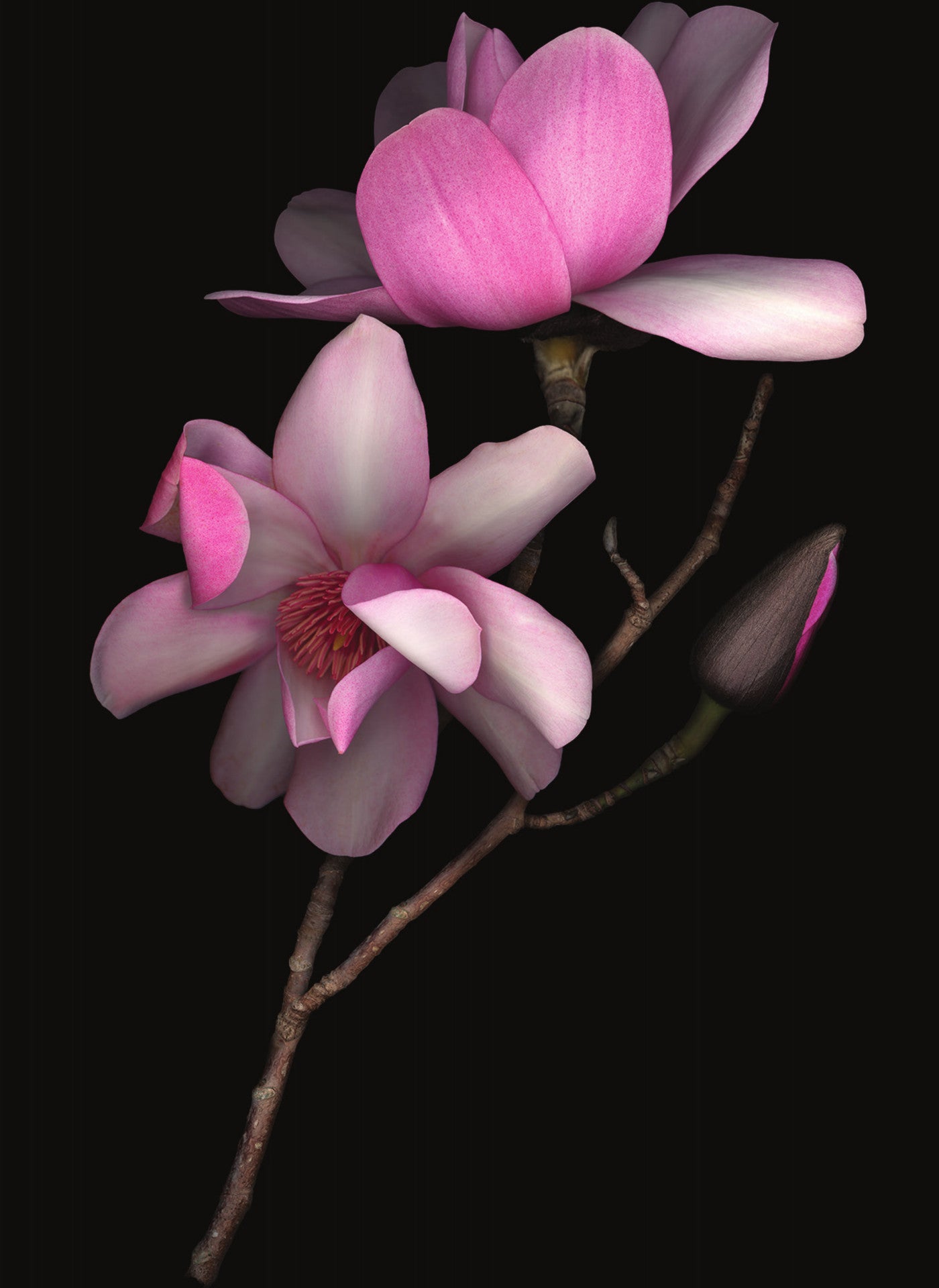 LH30 Pink Magnolia on Black / Lynn Hurst