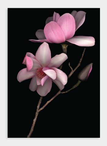 LH30 Pink Magnolia on Black (Pack of 6) / Lynn Hurst