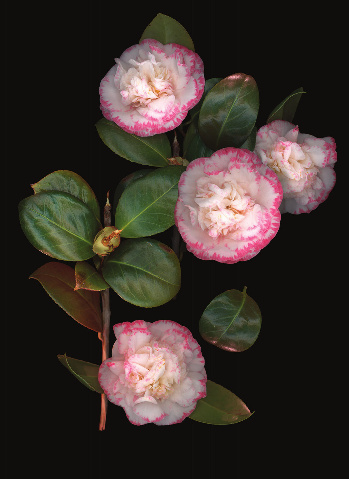 LH31 Pink Camelia on Black