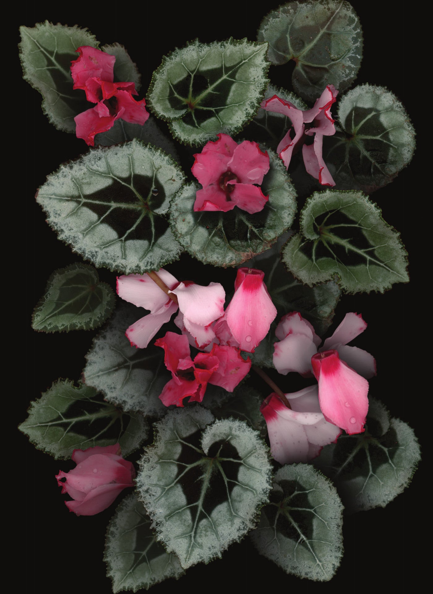 LH32 Cyclamen on Black