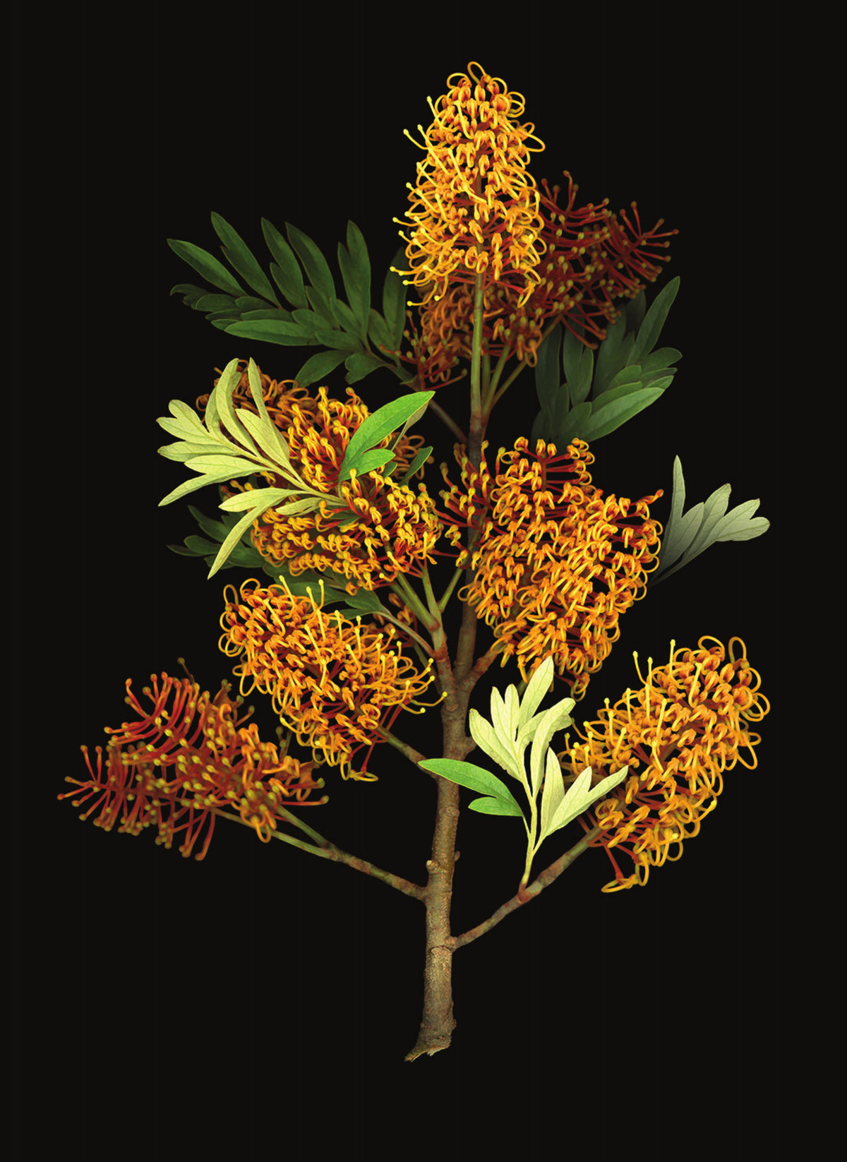 LH33 Grevillea on Black