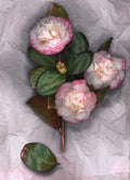 LH35 Pink Camelia Tissue