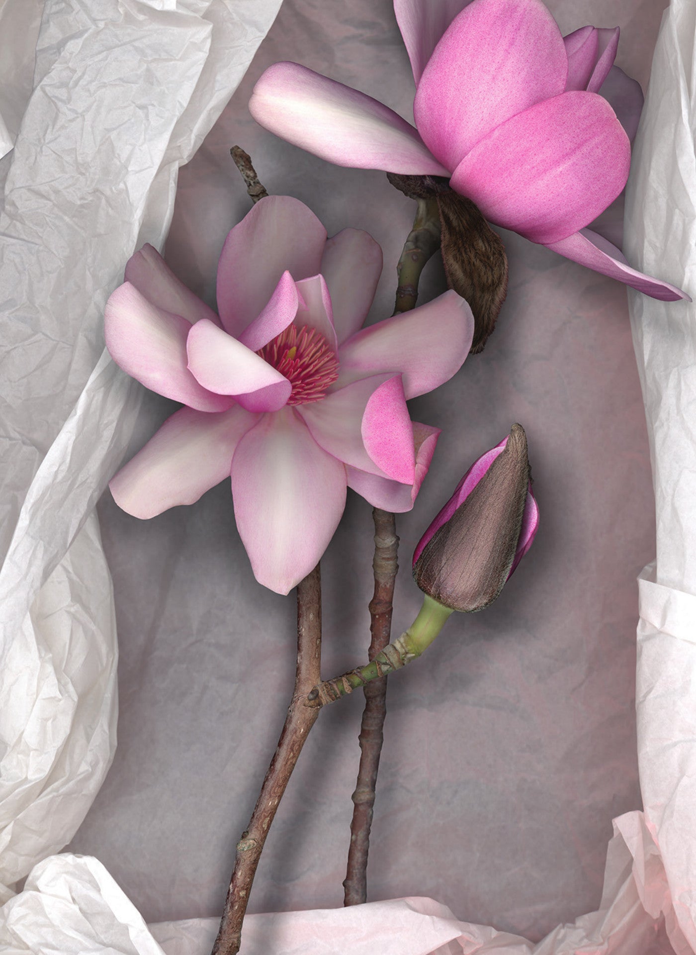 LH36 Pink Magnolia on Tissue