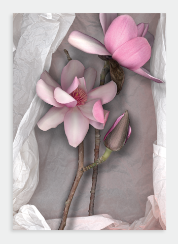 LH36 Pink Magnolia on Tissue