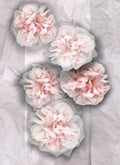 LH37 Cabbage Roses on Tissue