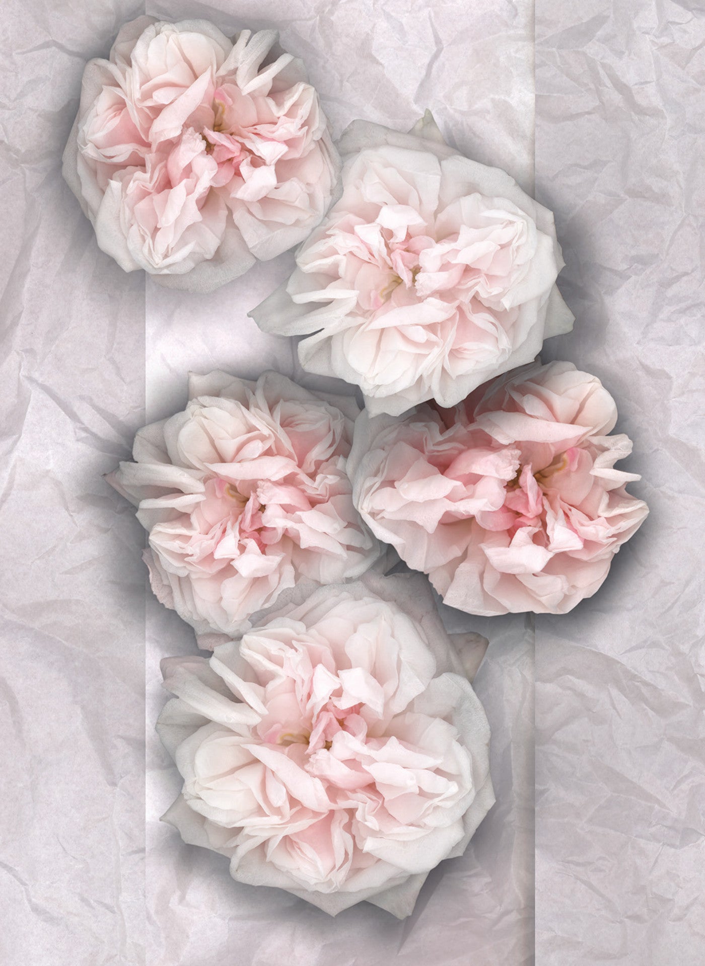 LH37 Cabbage Roses on Tissue